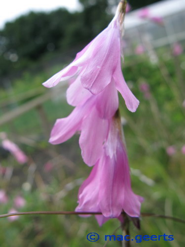 Dierama mossii